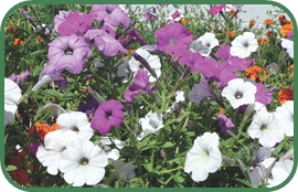 COLORFUL_PETUNIAS754.jpg